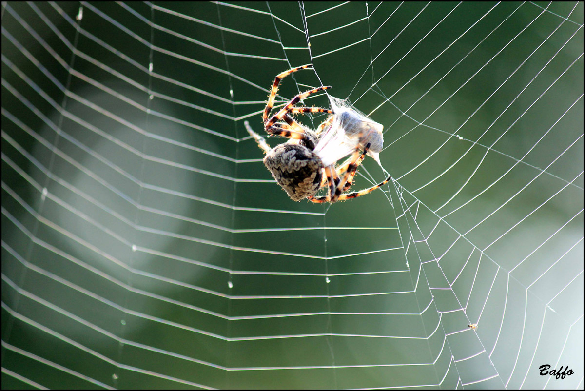 Araneus cf. circe - Isola di Cherso (Croazia)